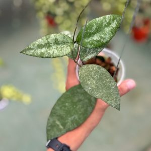 Hoya caudata snow dust