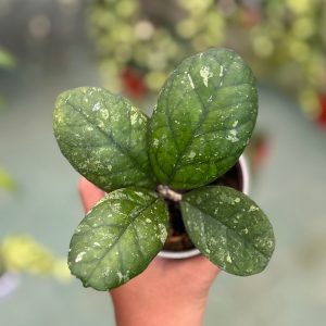 Hoya larisa