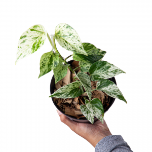 Epipremnum Pinnatum Marble Queen