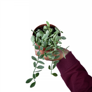 Dischidia Variegated