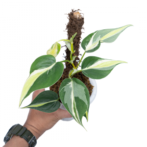 Philodendron Cream Splash