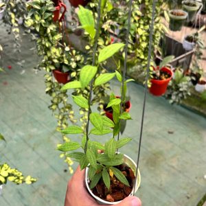Hoya microdwarf