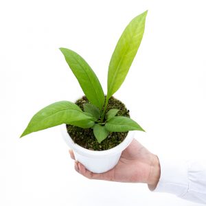 Anthurium vittarifolium