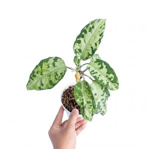 Aglaonema pictum tricolor cream
