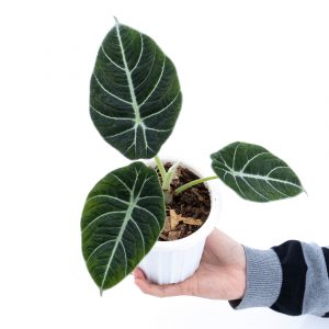 Alocasia Reginula - Black Velvet