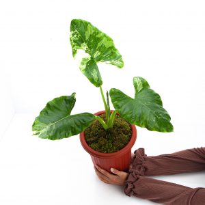 Alocasia Sente Variegated - Mature size