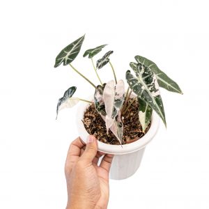 Alocasia bambino variegated