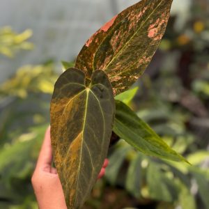 Anthurium Black Venom x Dorito Porti