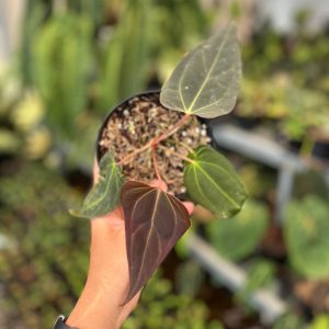 Anthurium Carla NSE x Porti NSE