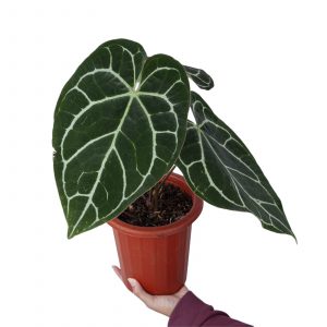 Anthurium Crystallinum Red Stem Big Size