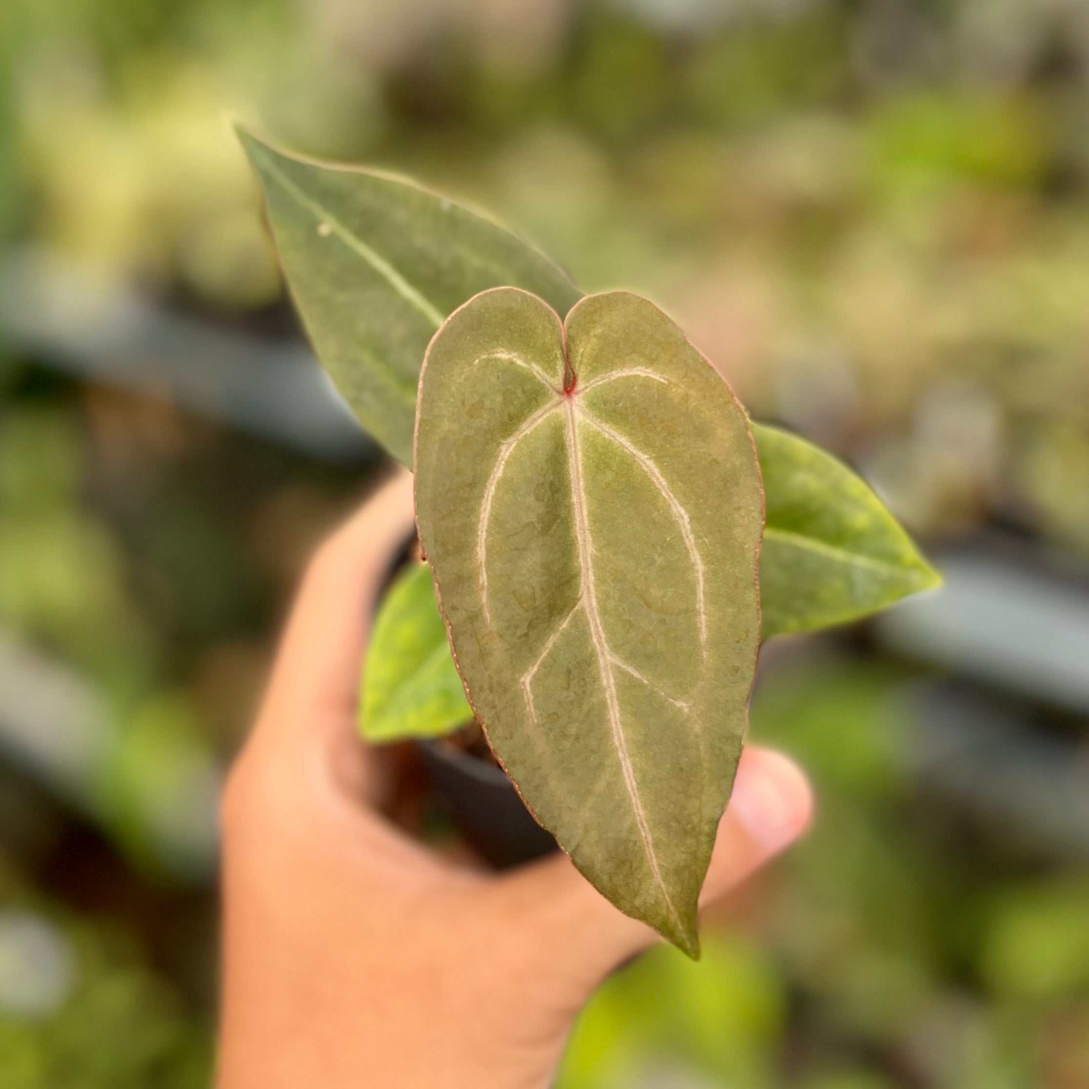 Anthurium (Dark Handsome x Redvelvet Cake) x Purple BVIT x ZM - Gambar 2