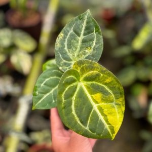 Anthurium Forgetii Var x (Angela x Black Widow)