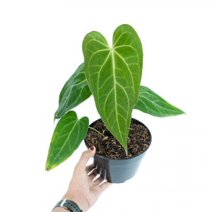 Anthurium Green Mamba ( Warocqueanum x Magnificum verde )
