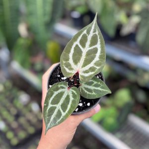 Anthurium HU RC x Michelle