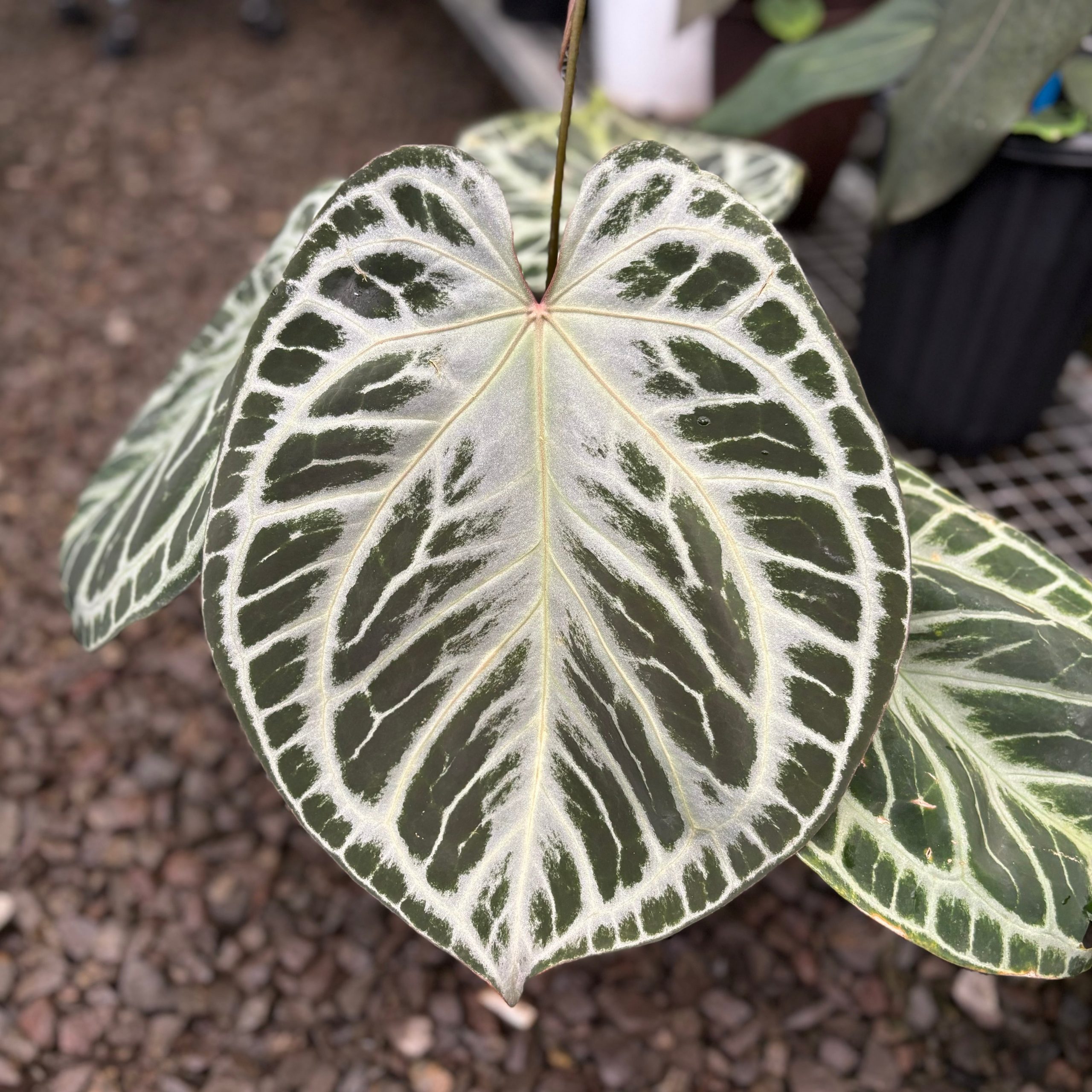 Anthurium HU x RC (King of spades x Red crystallinum) Mature size - Gambar 2