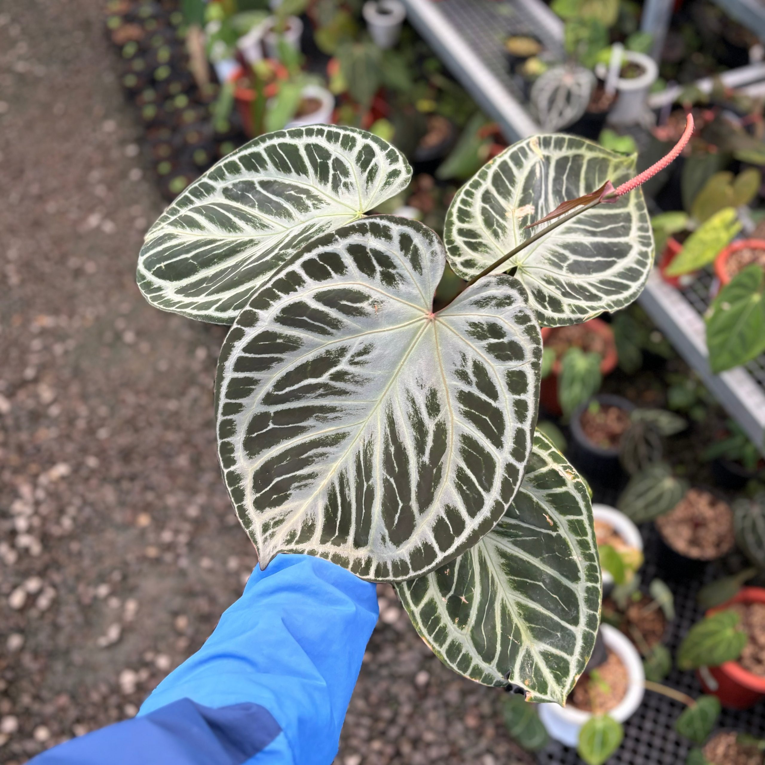 Anthurium HU x RC (King of spades x Red crystallinum) Mature size - Gambar 3