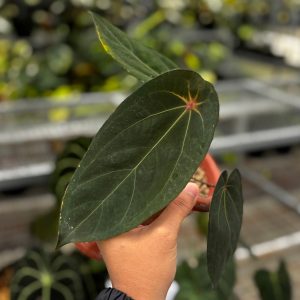 Anthurium Red Spider