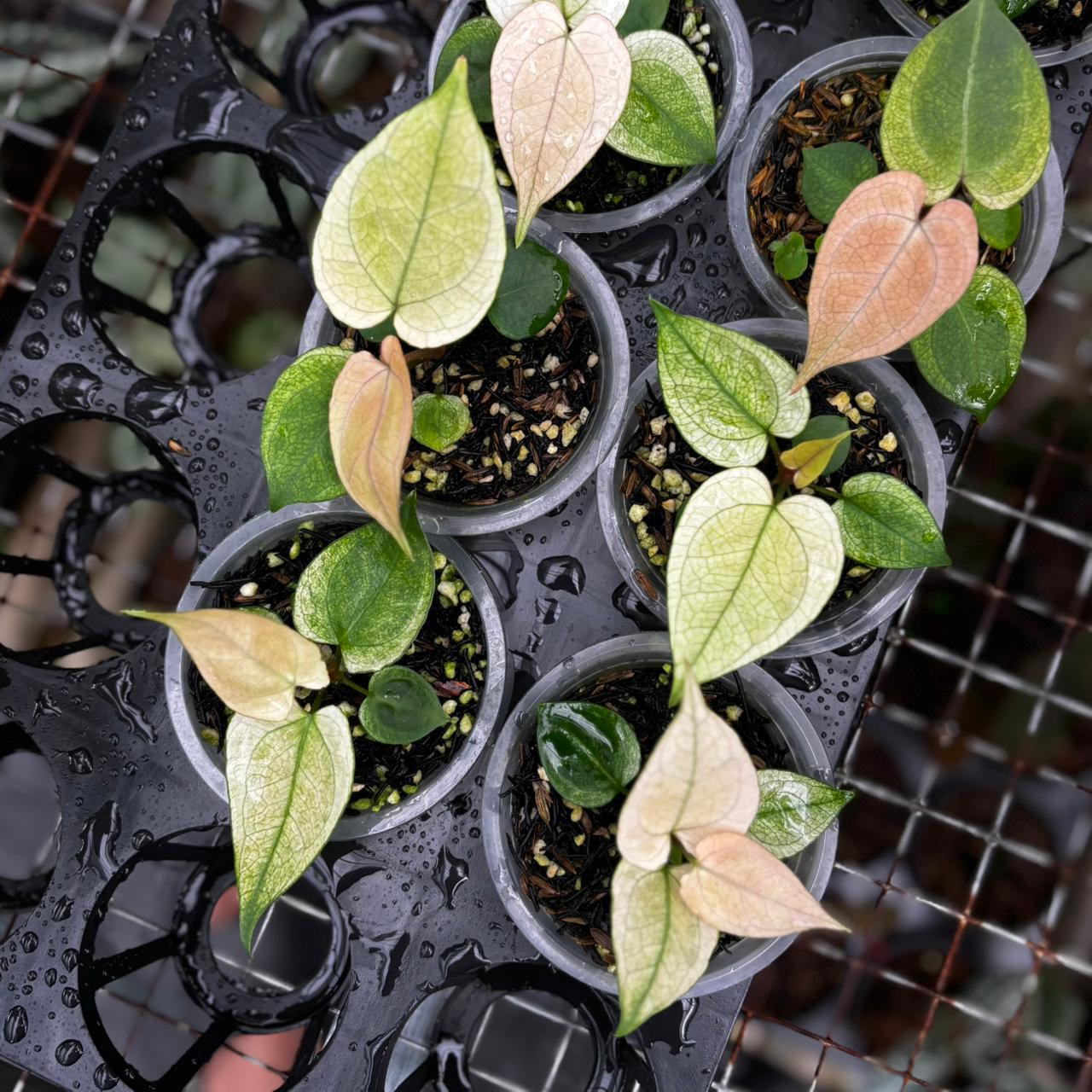 Anthurium Silver Blush White Mint Variegated (Seedling) – Wholesale Bundle 5 pcs - Gambar 2