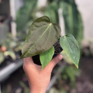 Anthurium Sp Nov DF