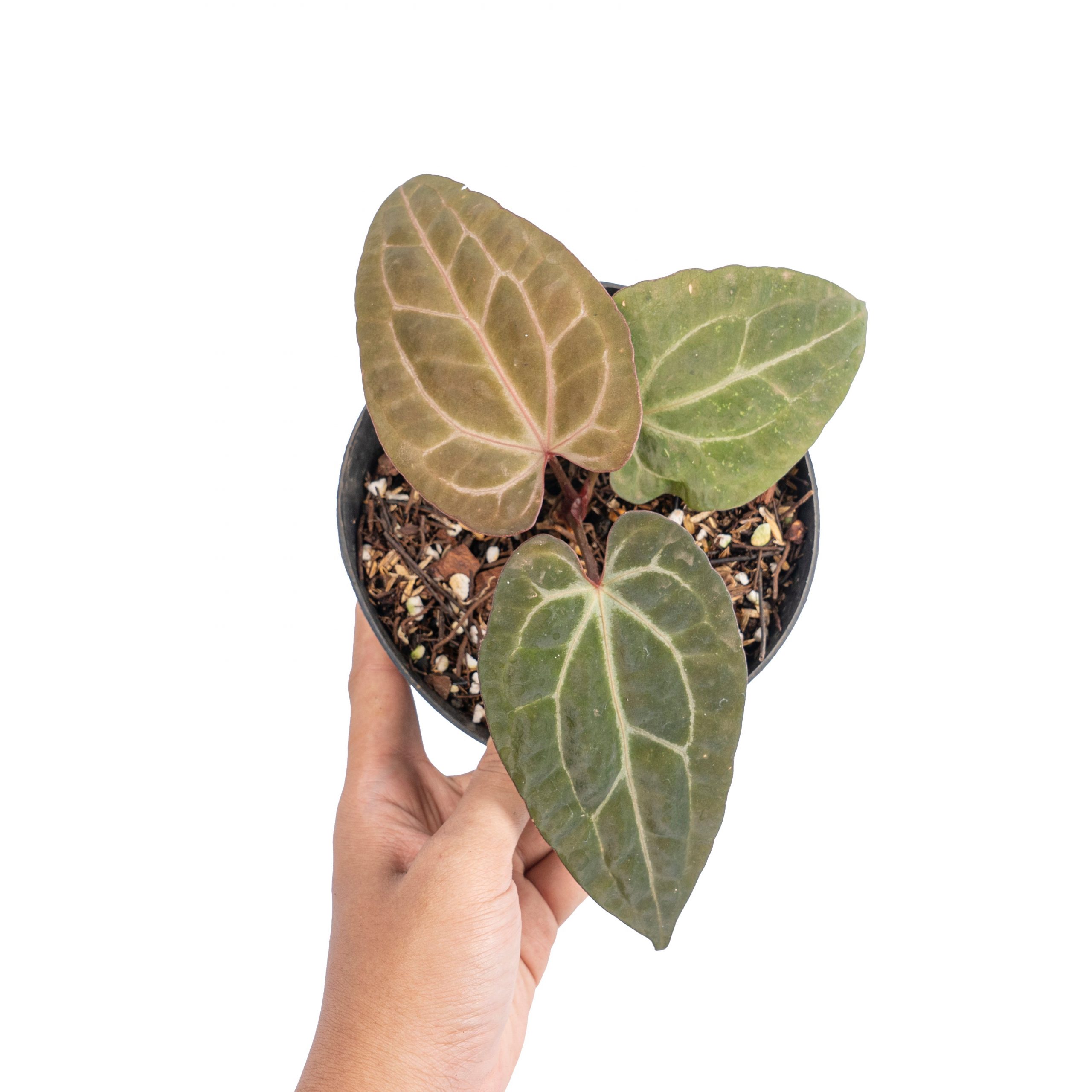 Anthurium black velvet indo type x  (zara x michelle)