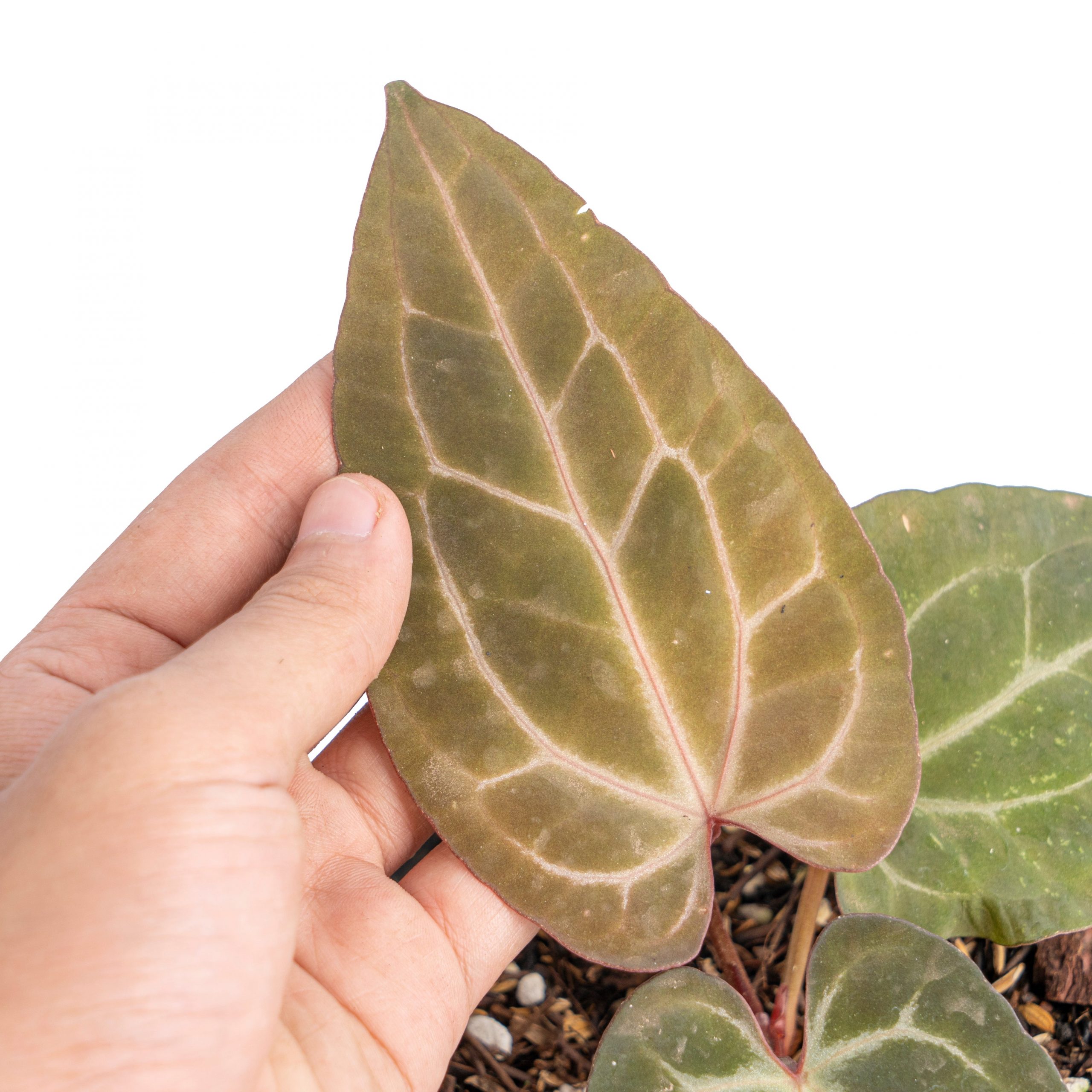 Anthurium black velvet indo type x  (zara x michelle) - Gambar 2