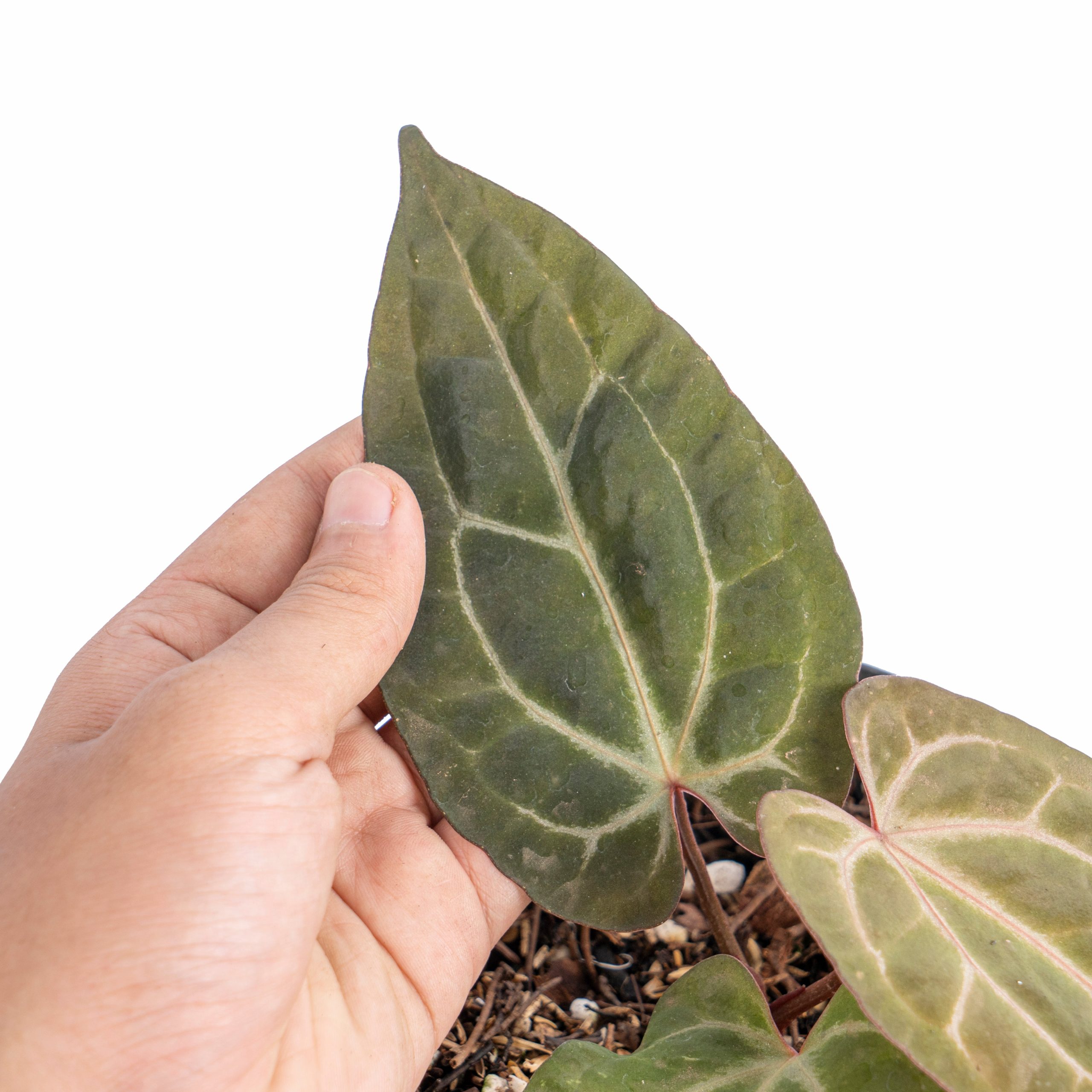 Anthurium black velvet indo type x  (zara x michelle) - Gambar 3
