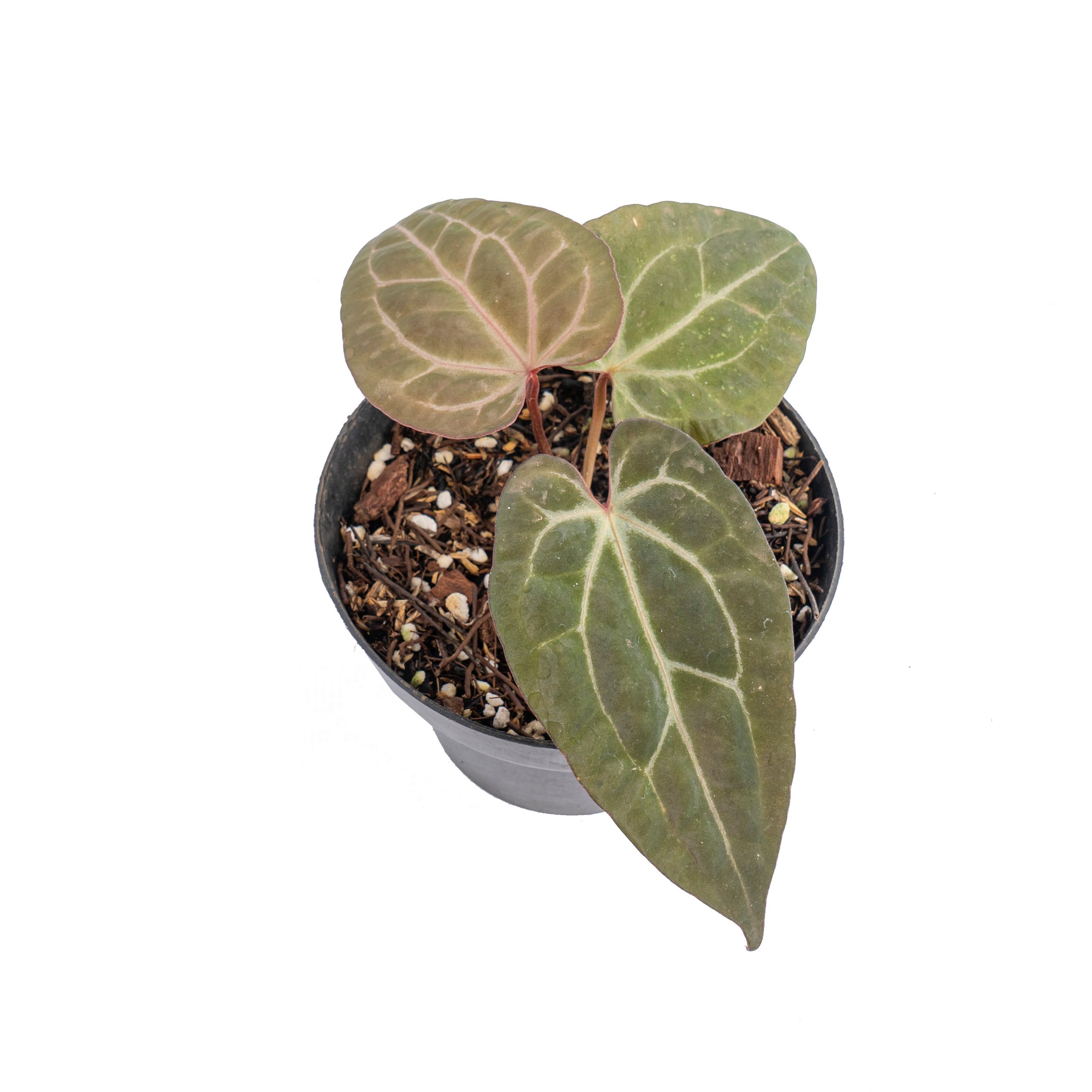 Anthurium black velvet indo type x  (zara x michelle) - Gambar 4