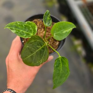 Anthurium forgetii variegated