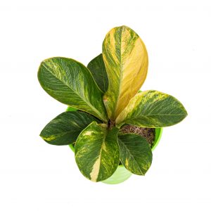 Anthurium jenmanii bowl variegated - Mature size