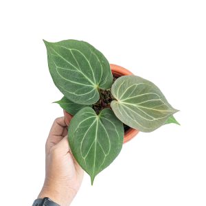 Anthurium king of spades