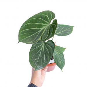 Anthurium king of spades  - Medium size