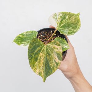 Anthurium king of spades albo variegated