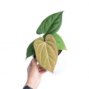 Anthurium king of spades x papillilaminum