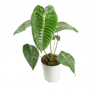 Anthurium king veitchii - mature size