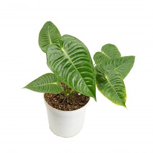 Anthurium king veitchii - medium size