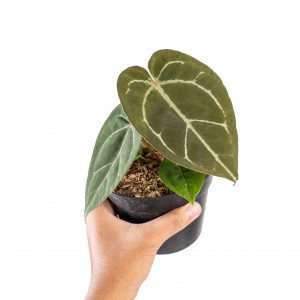Anthurium kos x portillae