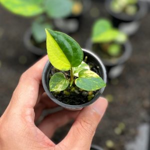 Anthurium papilillaminum var AOS tezula x self - seedling