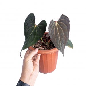 Anthurium papillilaminum x one