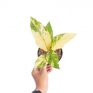 Anthurium red brownii x garuda variegated