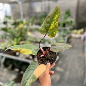 Philodendron Dark lord variegated