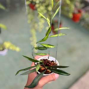 Hoya tsangii inner variegated