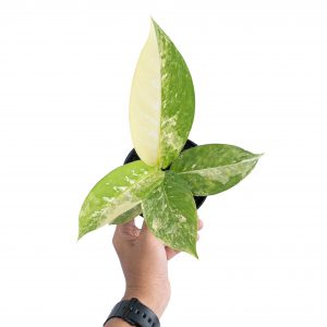 Dieffenbachia Albo Variegated