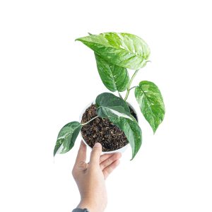 Epipremnum Pinnatum Variegated