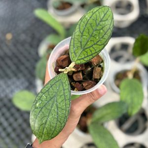 Hoya sp tanggamus ‘limau kapas’