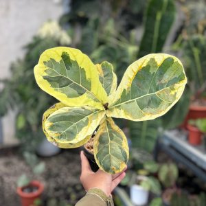 Ficus lyrata variegated