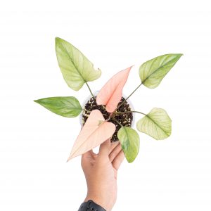 Homalomena pink diamond mint variegated