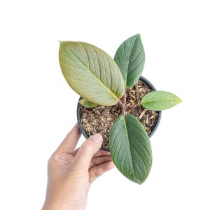 Homalomena red thrick  Sp Sumatra