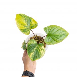 Homalomena rubescens variegated