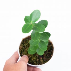 Hoya Cumingiana