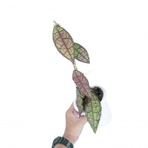 Hoya Clemensiorum Sp Aceh